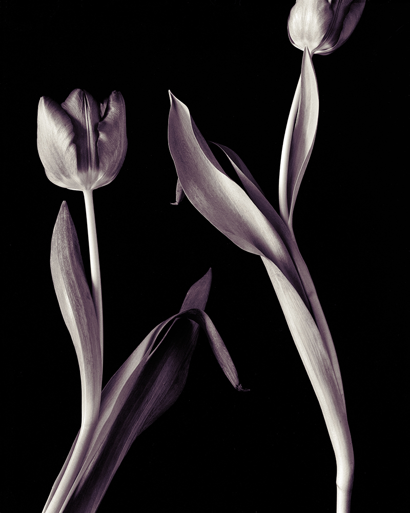 3 - Tulips