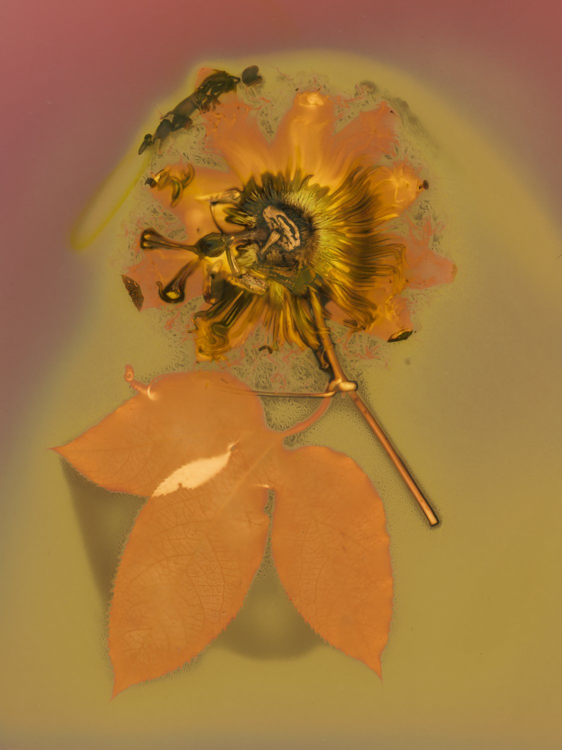 Passion Flower