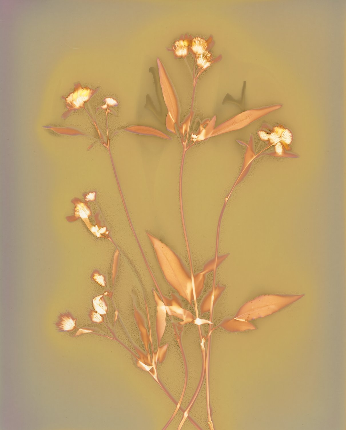 Wild Daisy