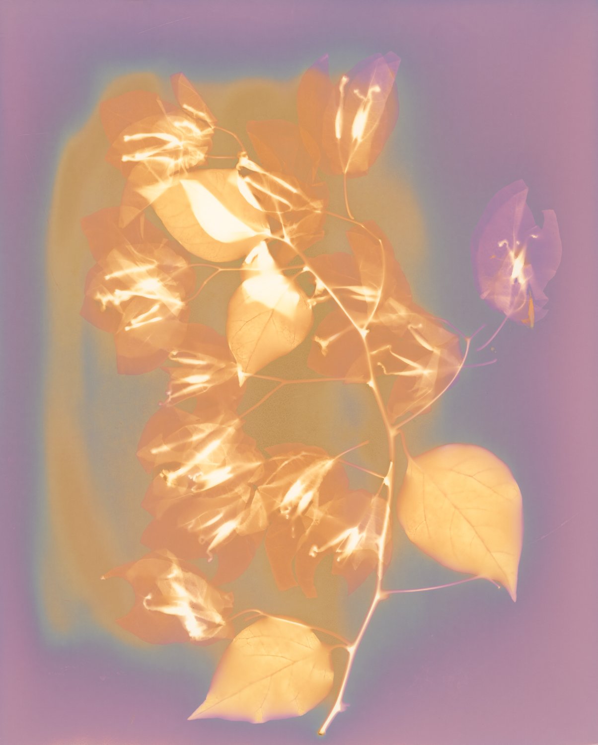 Paperflower