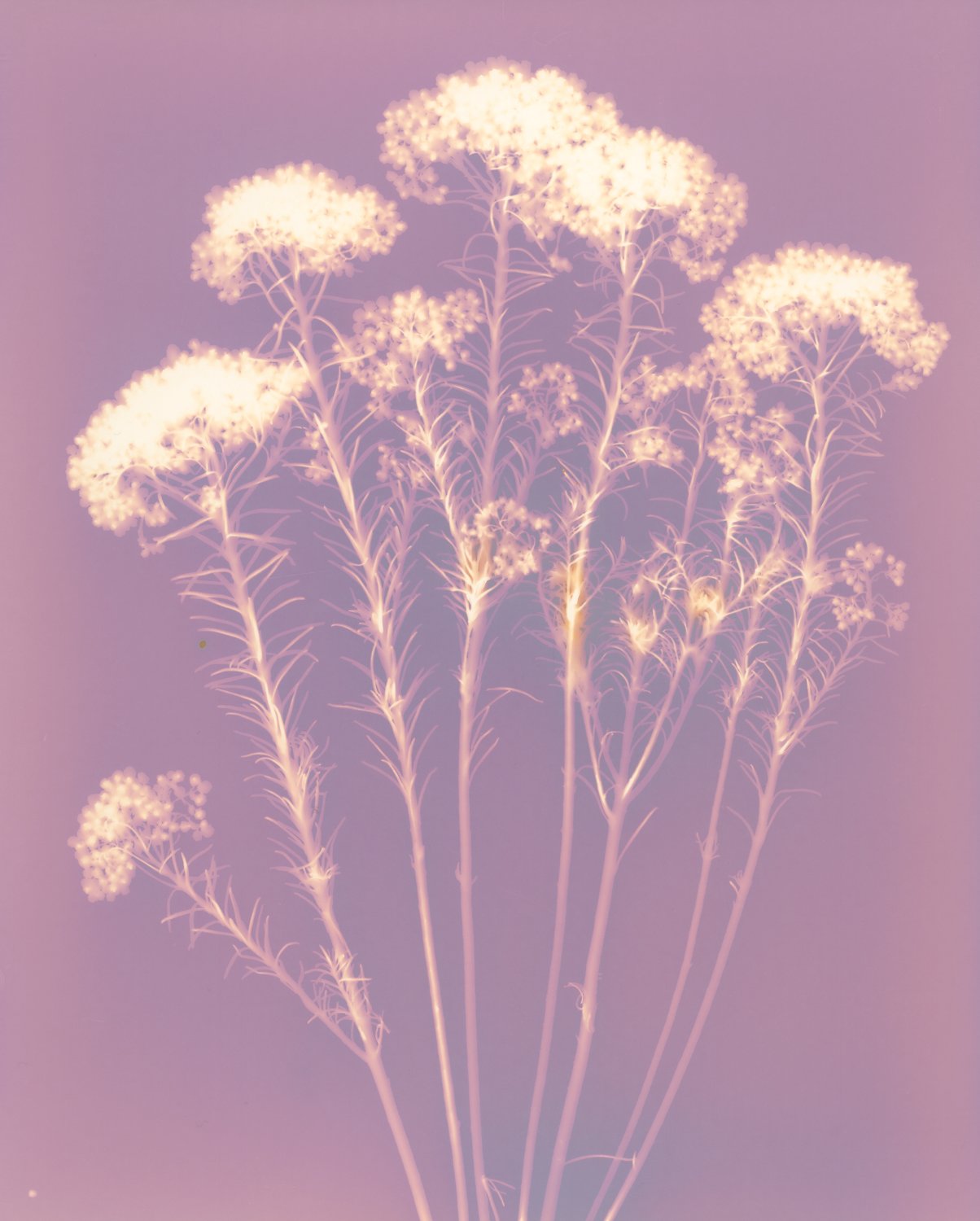 Rice Flower