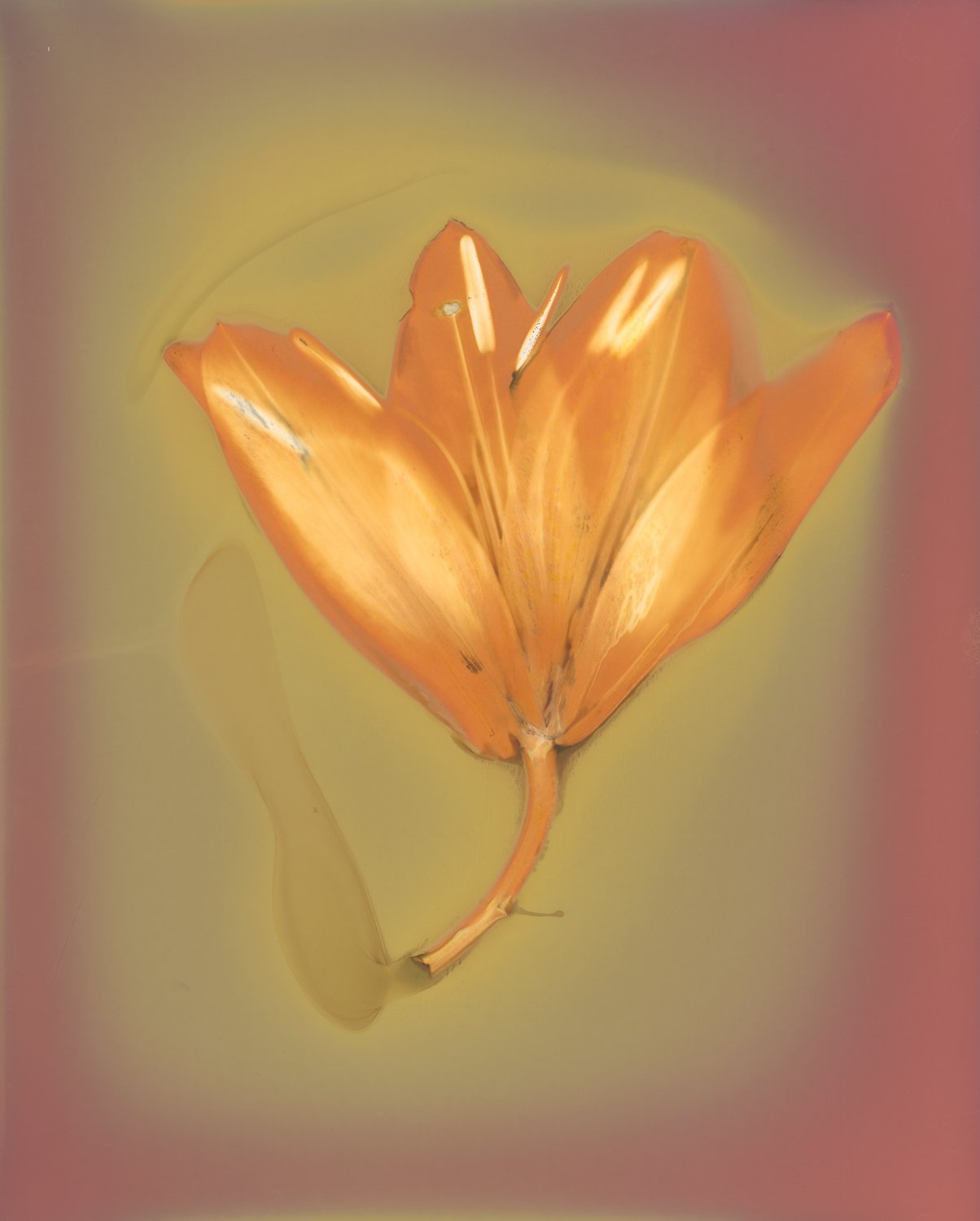 Lily