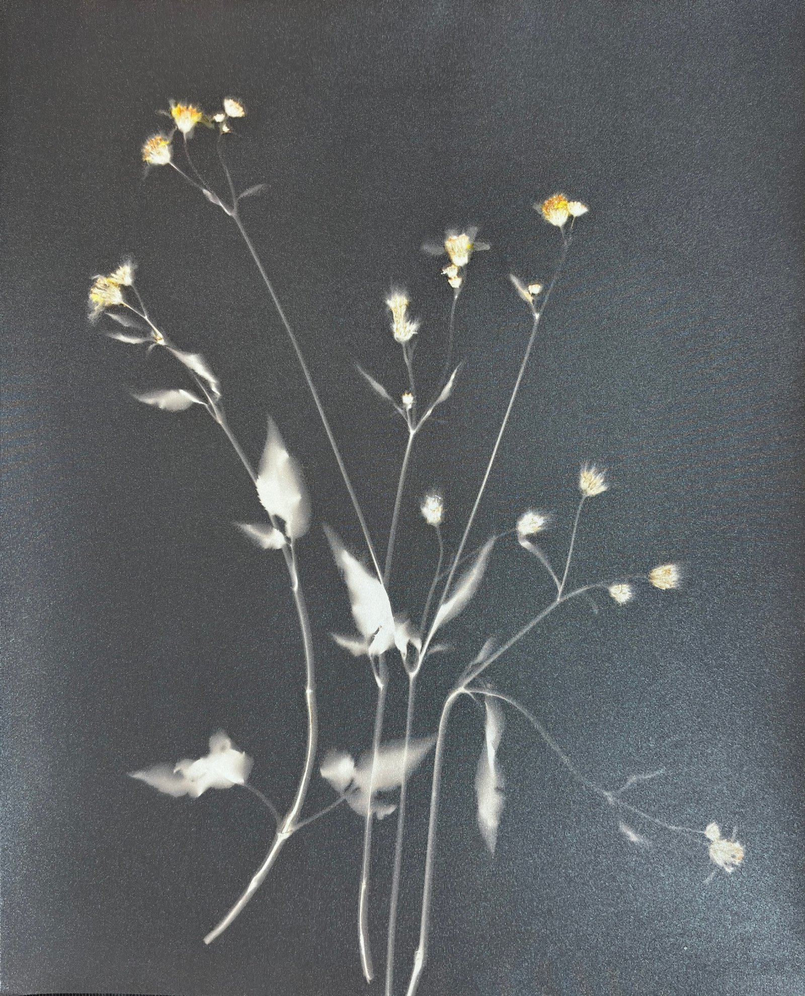 Wild Flower