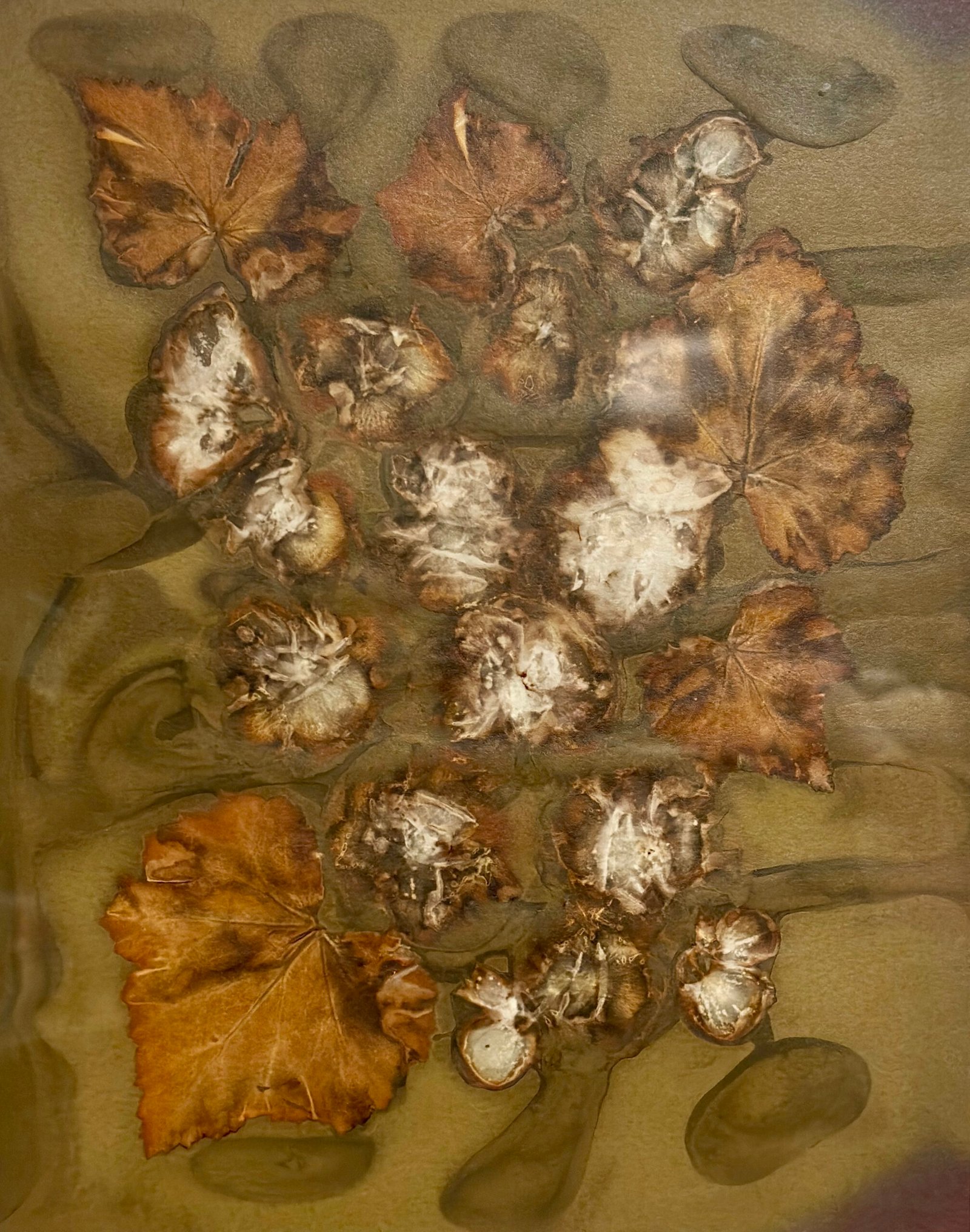 Begonia 2