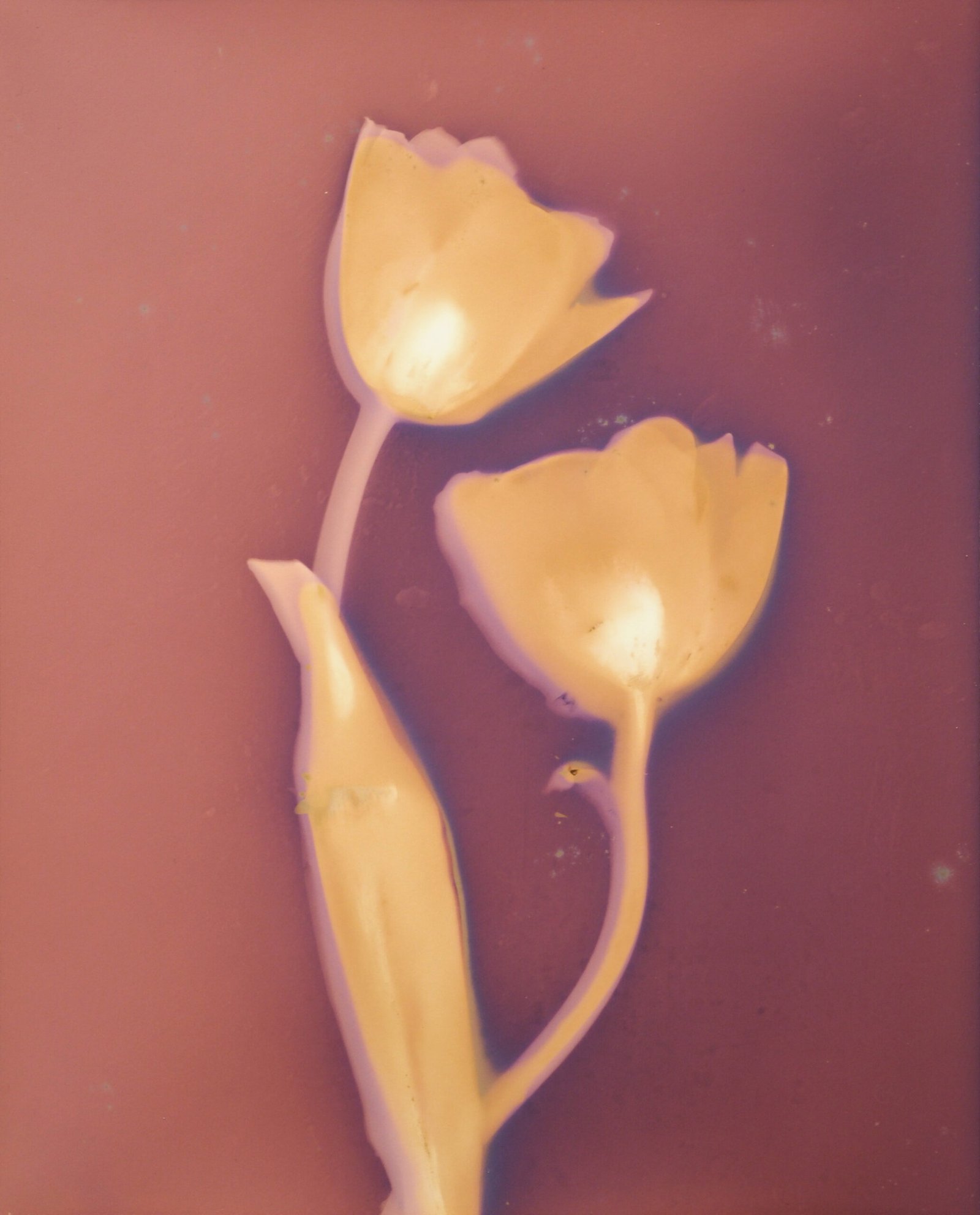 Tulip