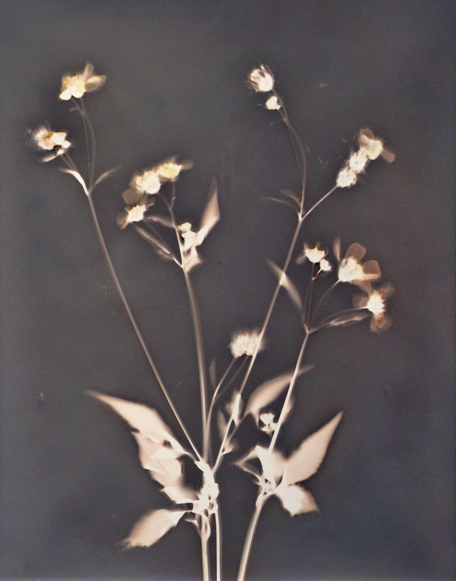 Wild Flower