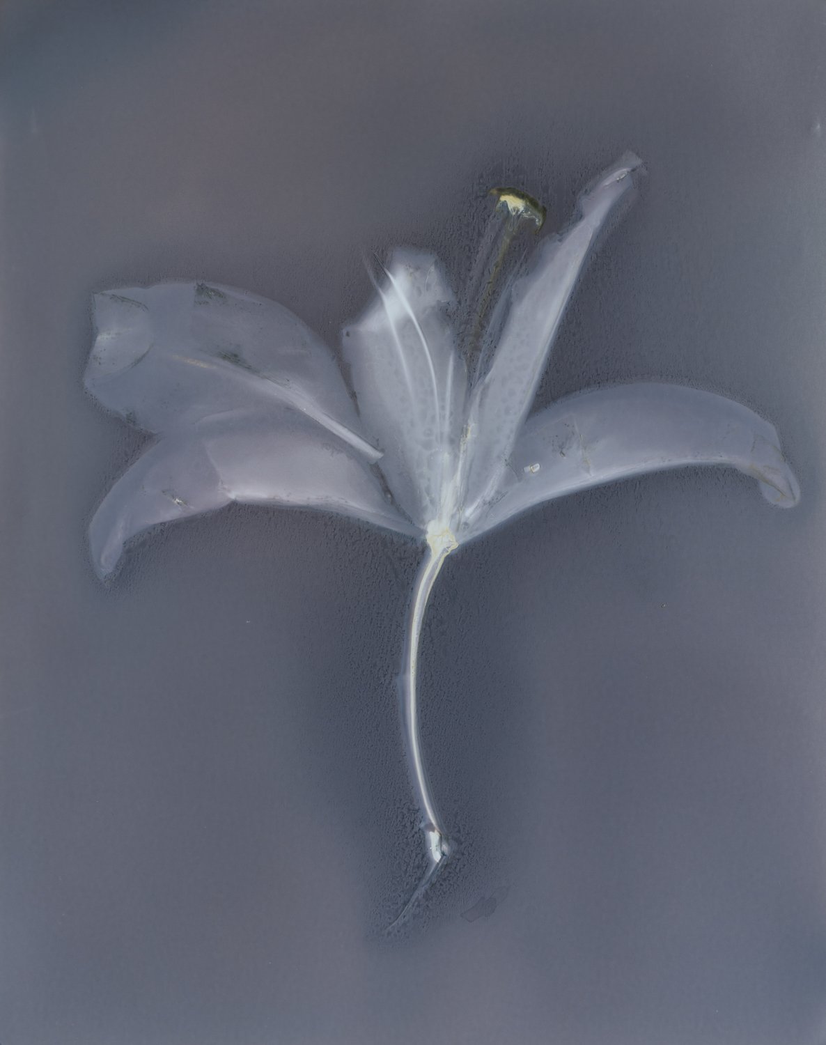 Lily 2