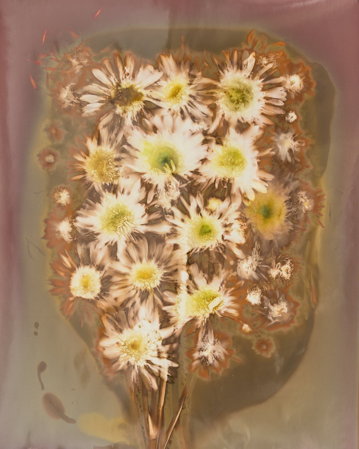 Gerbera