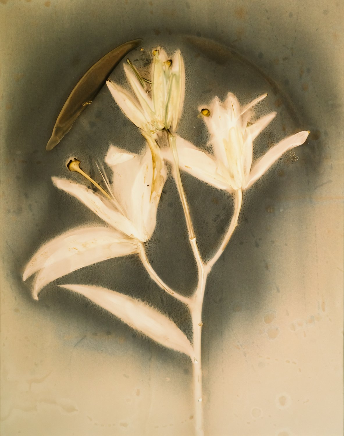Lily