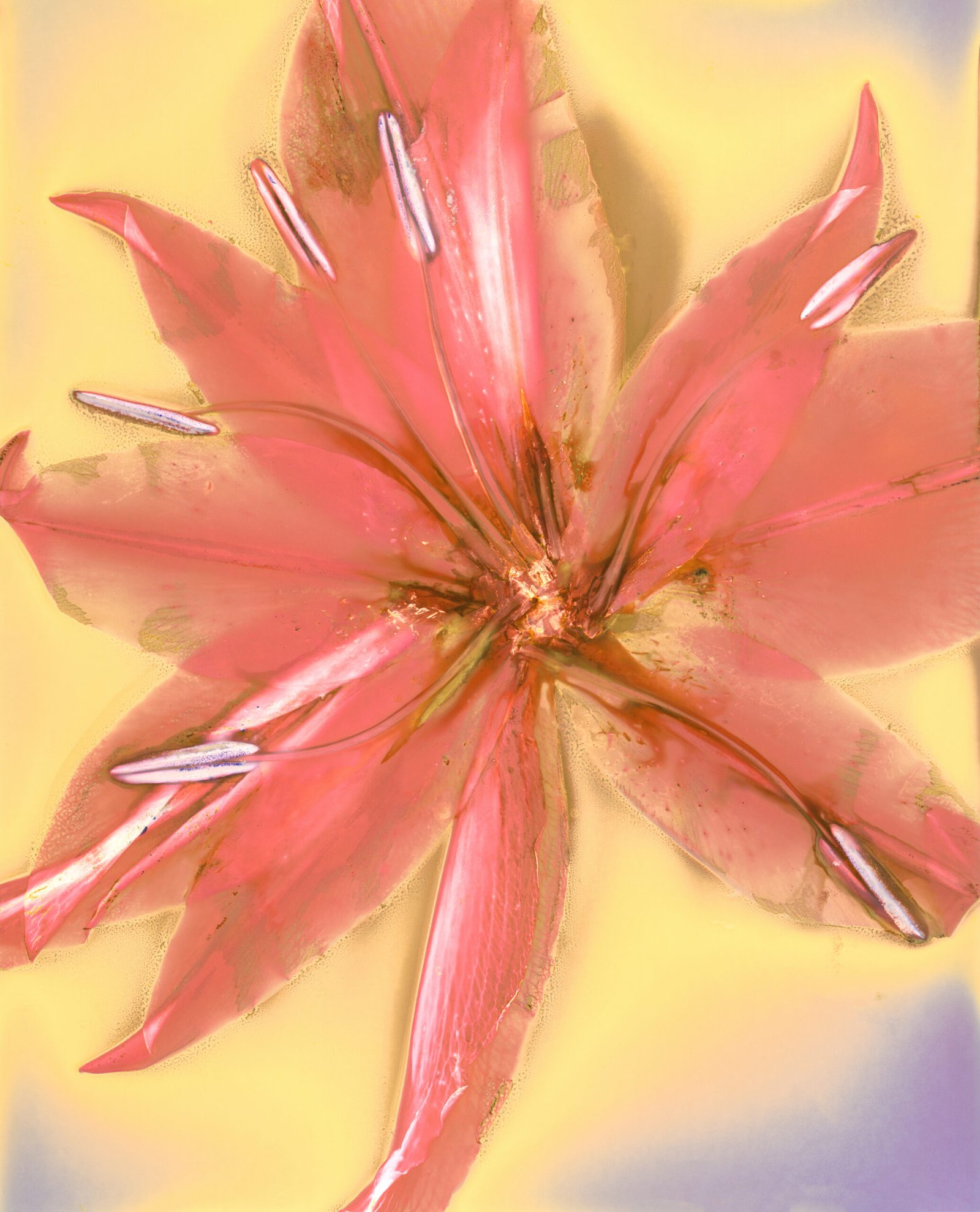 Red Canna