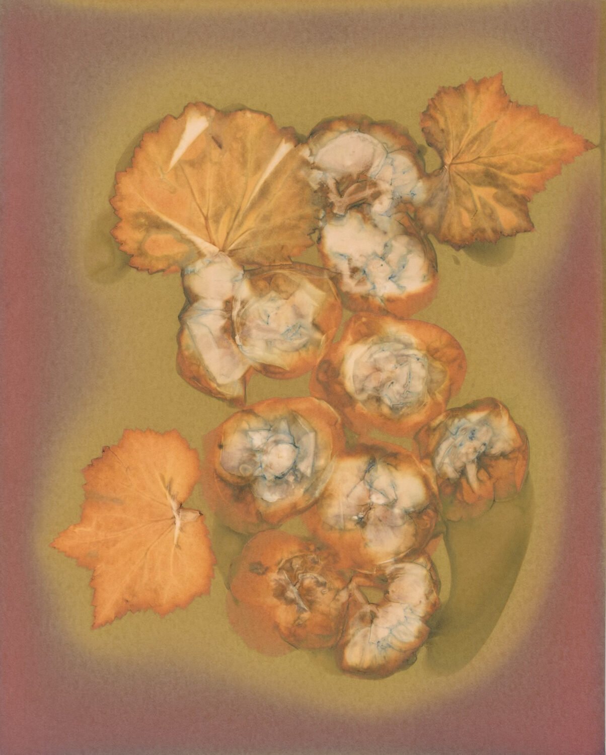 Begonia