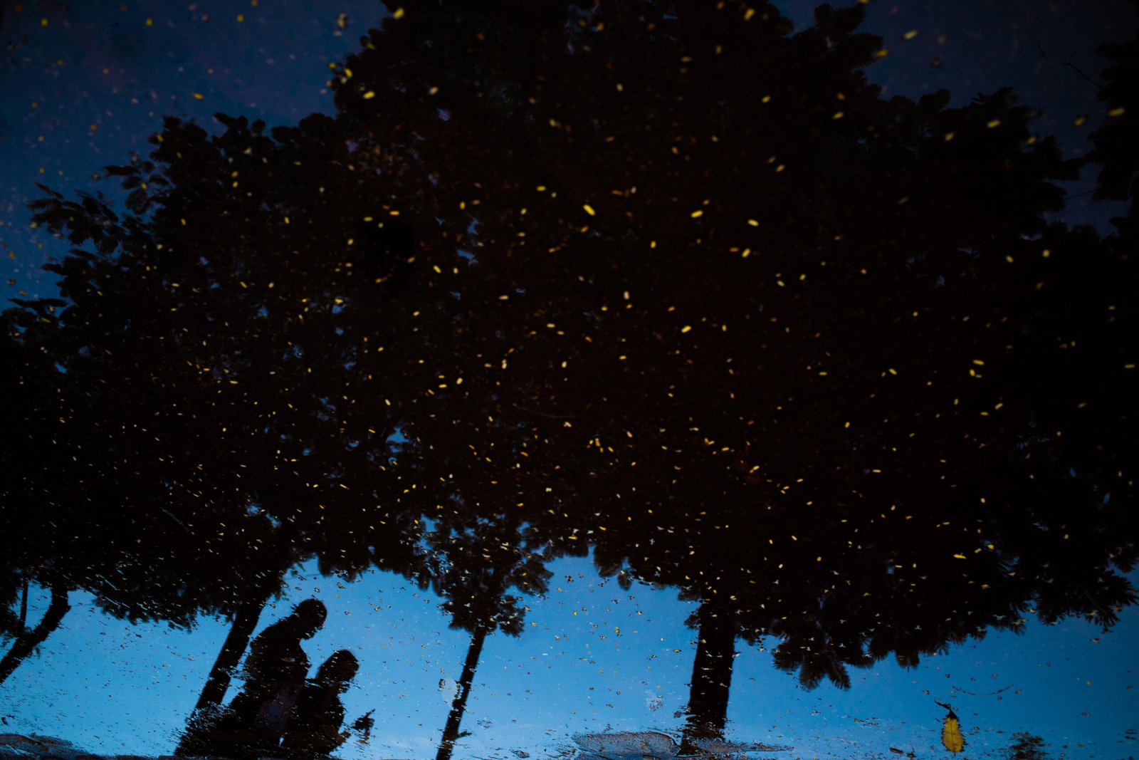 Fireflies