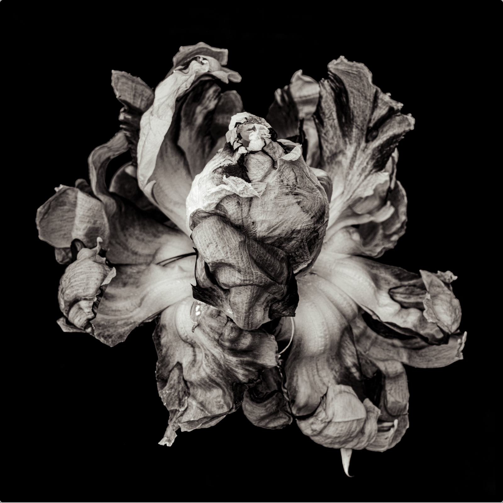 Narcissus