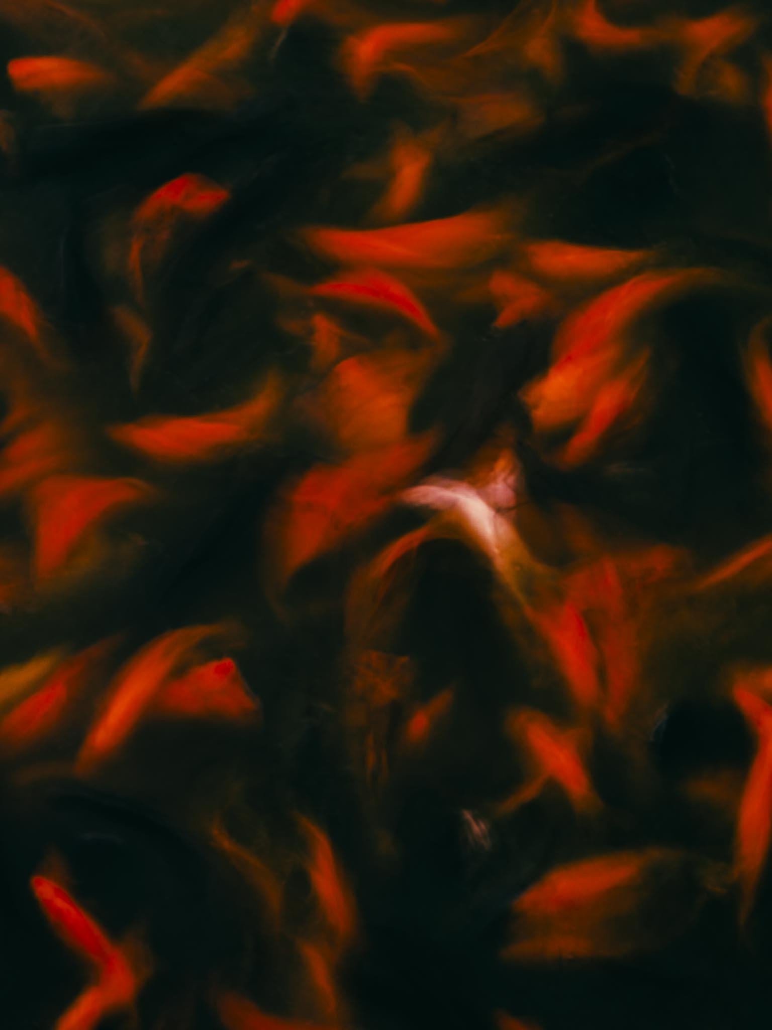 R-Koi