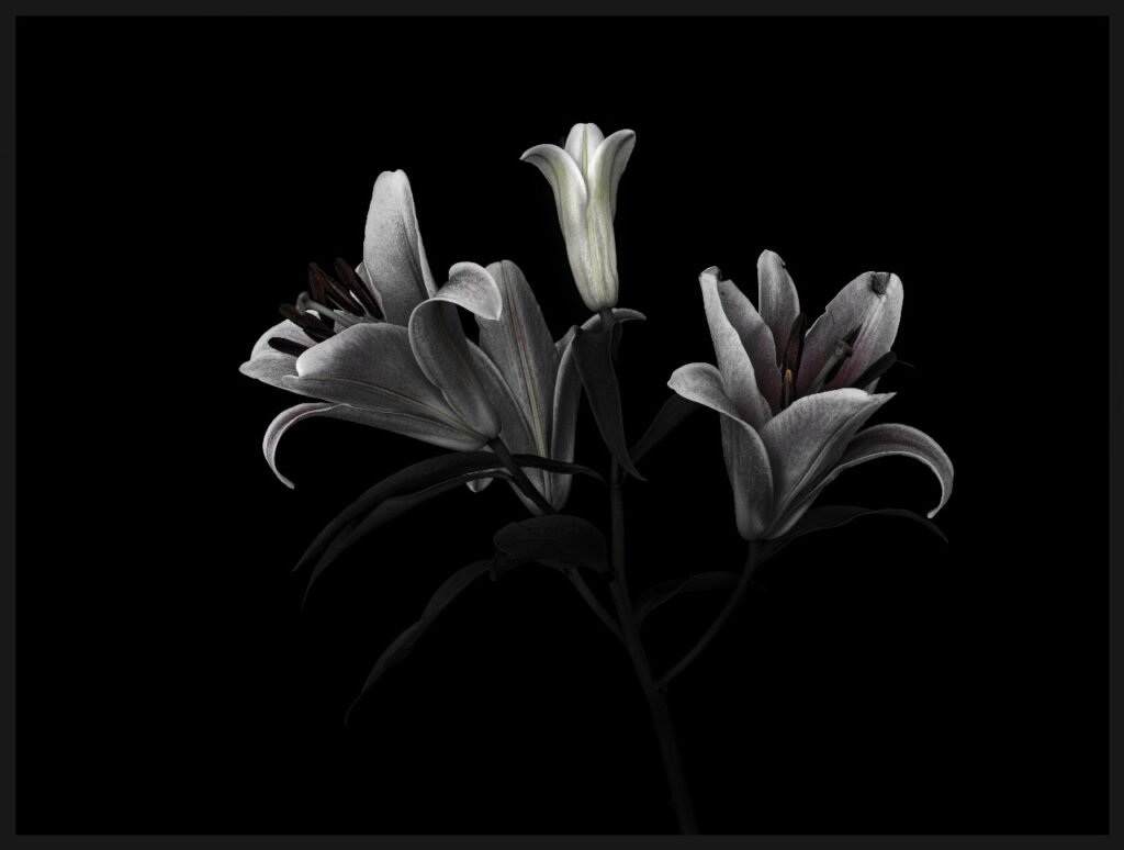 3 Lilies
