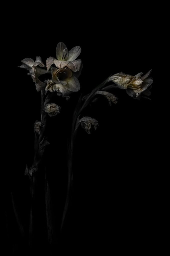 Iris (Couple)