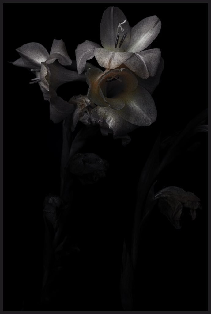 Iris (Single)