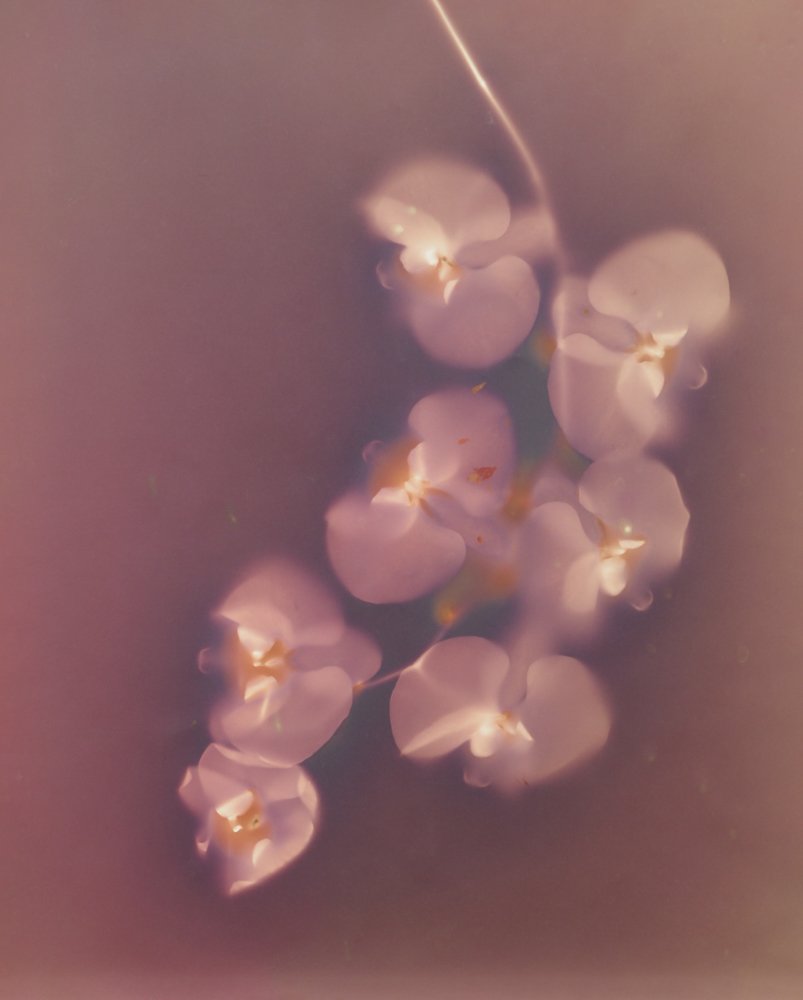 Orchid