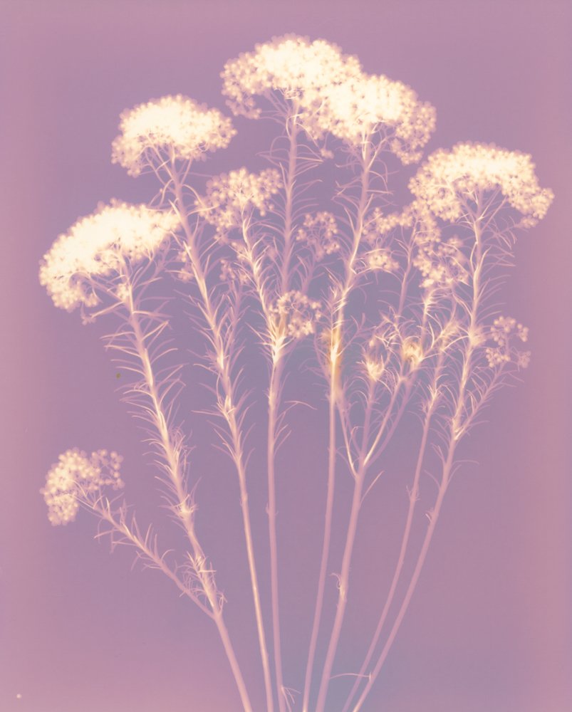 Rice Flower