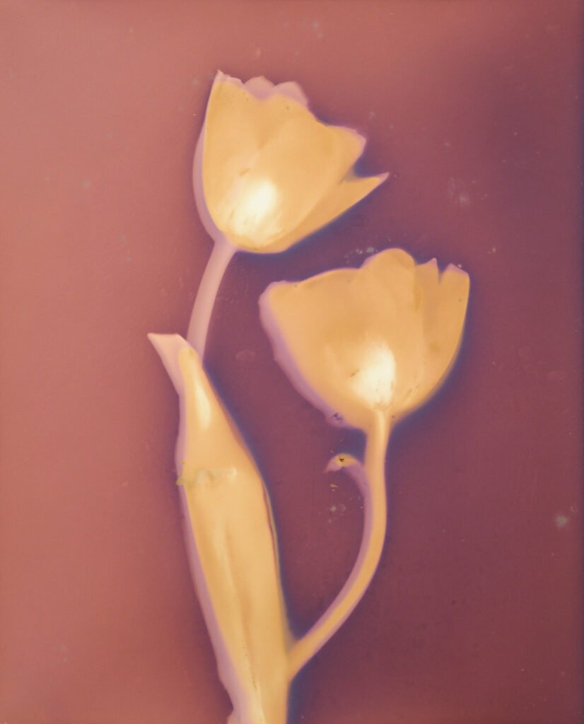 Tulip